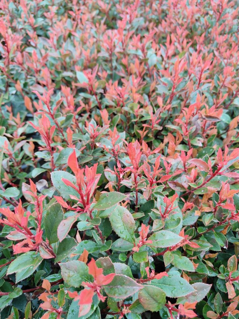 Photinia chico
