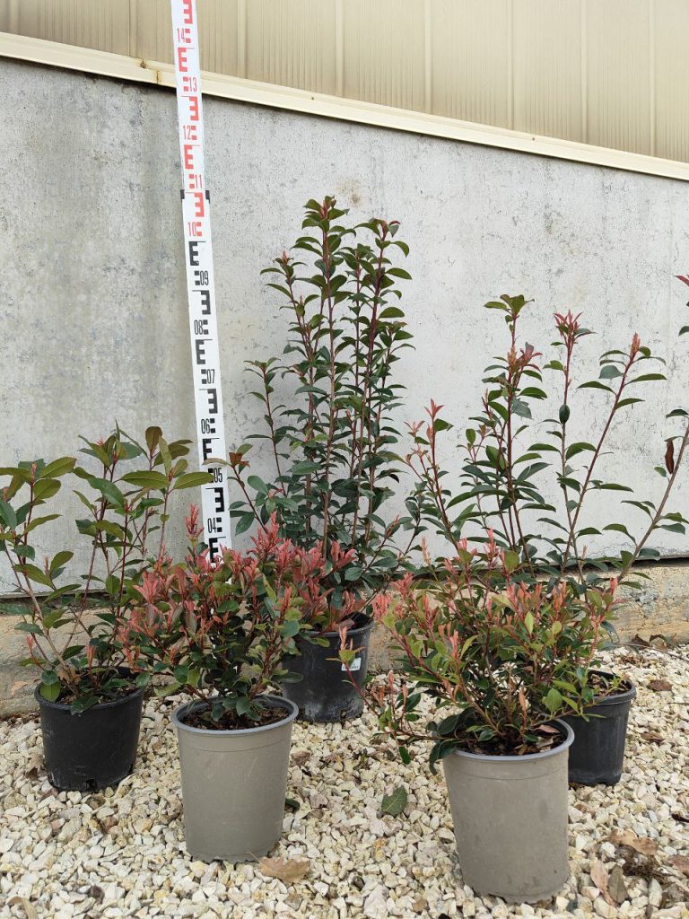 Photinia in varietà
