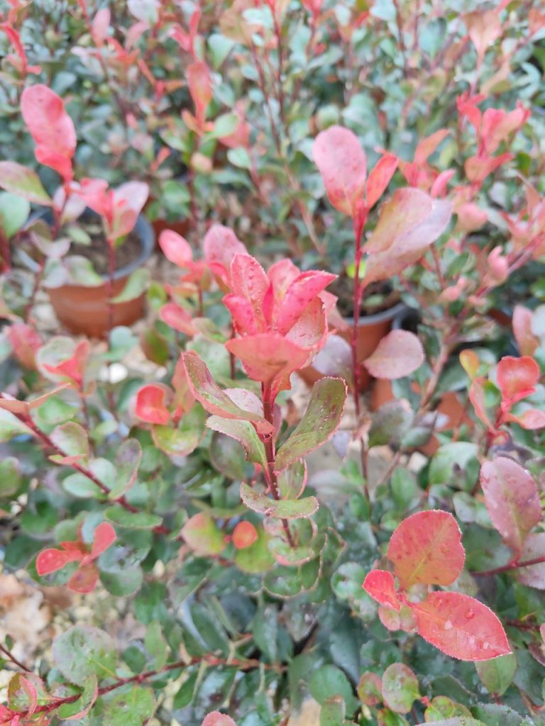 Photinia nana